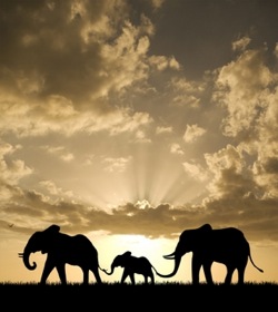http://www.noisiamolarivoluzione.com/wp-content/uploads/2008/12/elephants1.jpg